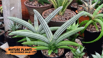 Sansevieria Akuola Ocha (2) (ca1) | Rare House Plant