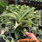 Sansevieria Zeleno Caj (#RA20) | New type of Imported Hybrids | 2" Pot