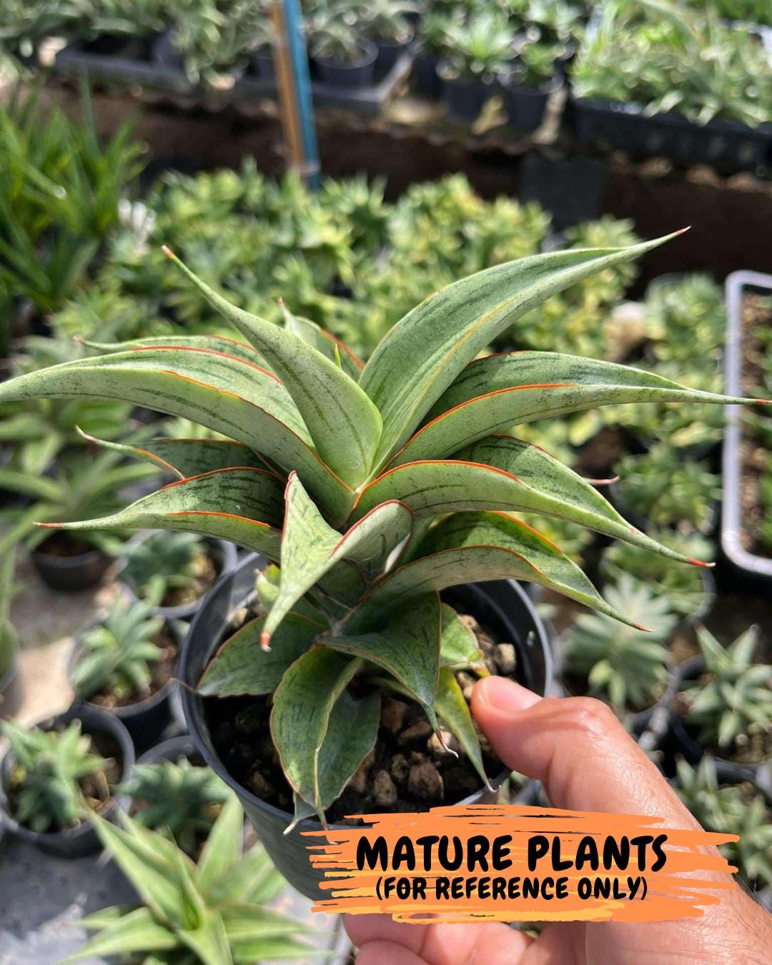 Sansevieria Zeleno Caj (#RA20) | New type of Imported Hybrids | 2" Pot