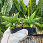 Sansevieria Mini Gold (#AC2) | Rare Imported House Plants | 2' Pot