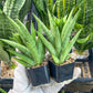 Sansevieria Snow Fountain (#AC3) | Rare Imported House Plants | 2" Planter