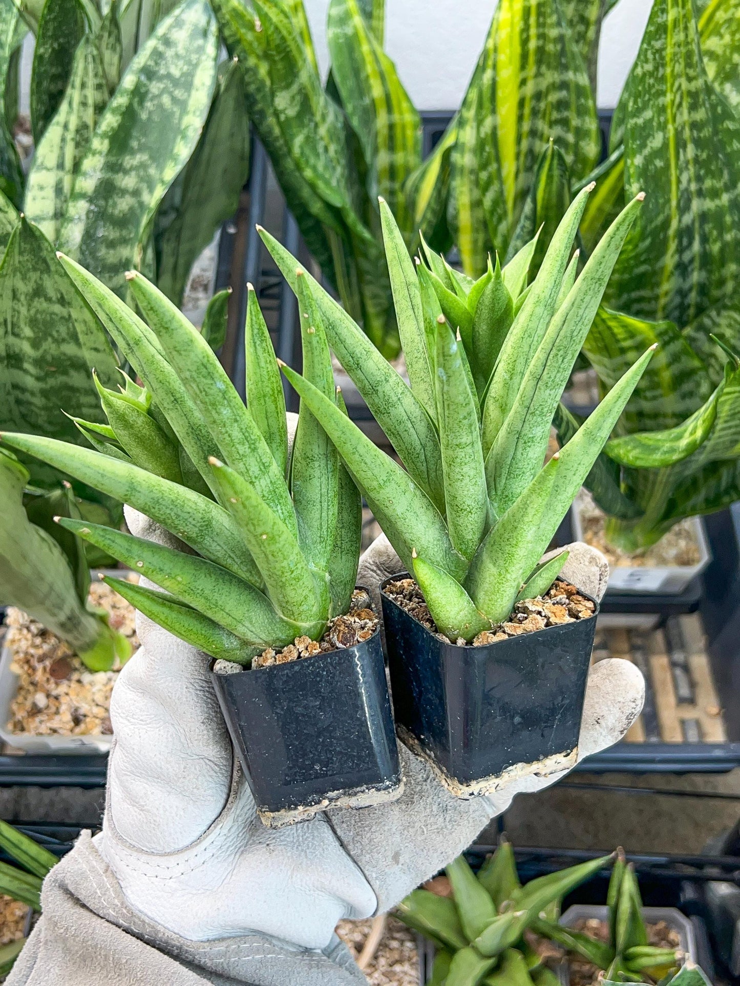 Sansevieria Snow Fountain (#AC3) | Rare Imported House Plants | 2" Planter