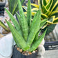 Sansevieria Snow Fountain (#AC3) | Rare Imported House Plants | 2" Planter