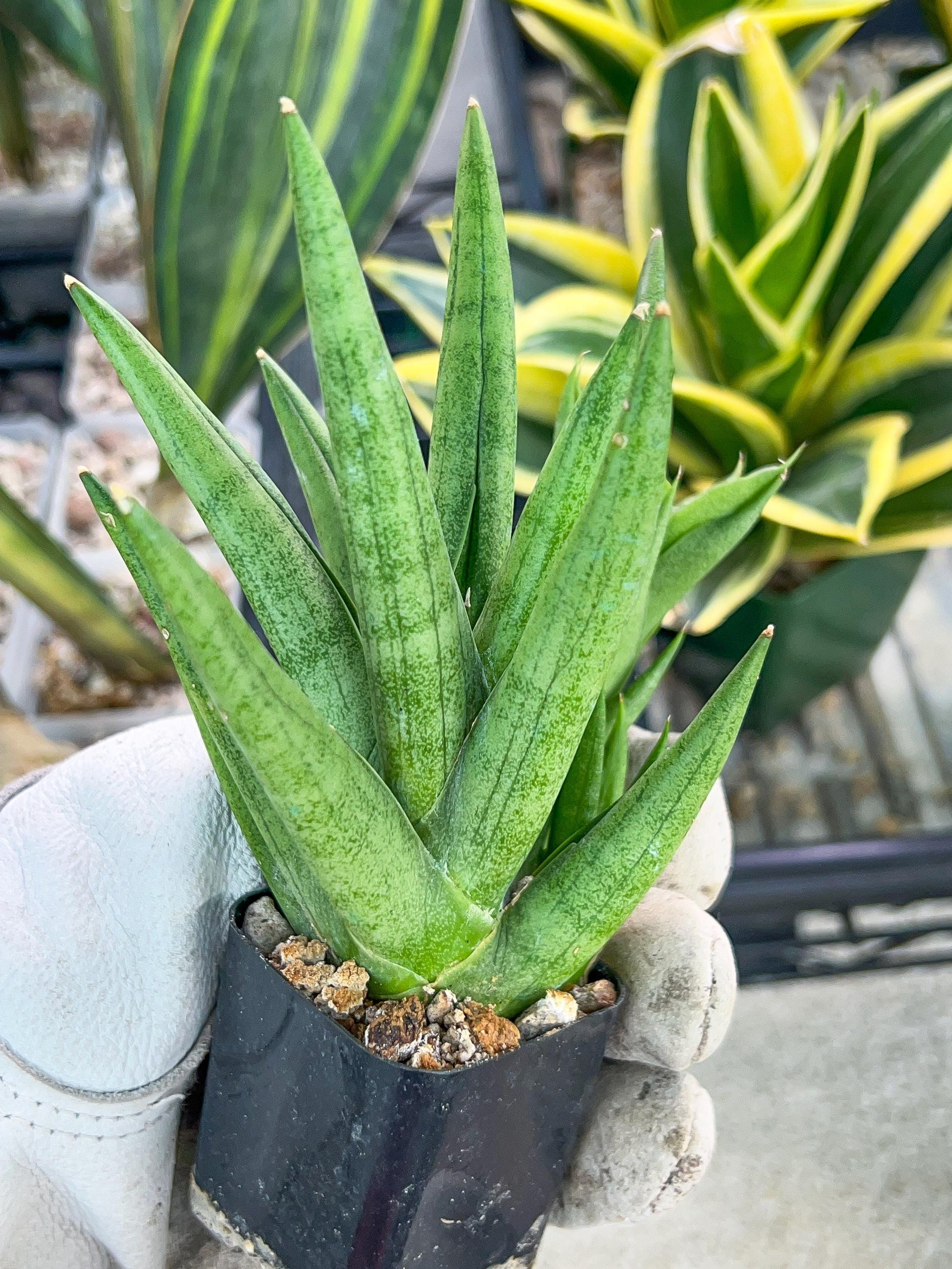 Sansevieria Snow Fountain (#AC3) | Rare Imported House Plants | 2" Planter