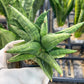 Sansevieria Penguin (#AC5) | Imported Hybrids | 2" Pots