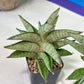 Sanseviri Soda (#AC11) | New Imported Hybrids | 2" Pot