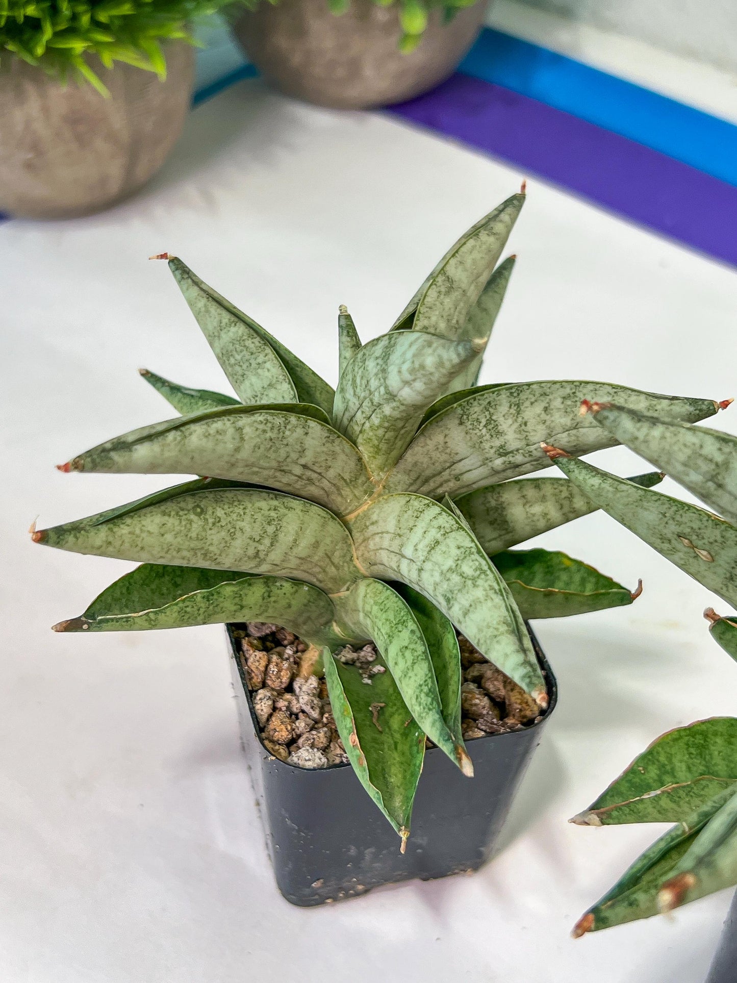 Sanseviri Soda (#AC11) | New Imported Hybrids | 2" Pot