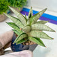 Sanseviri Soda (#AC11) | New Imported Hybrids | 2" Pot