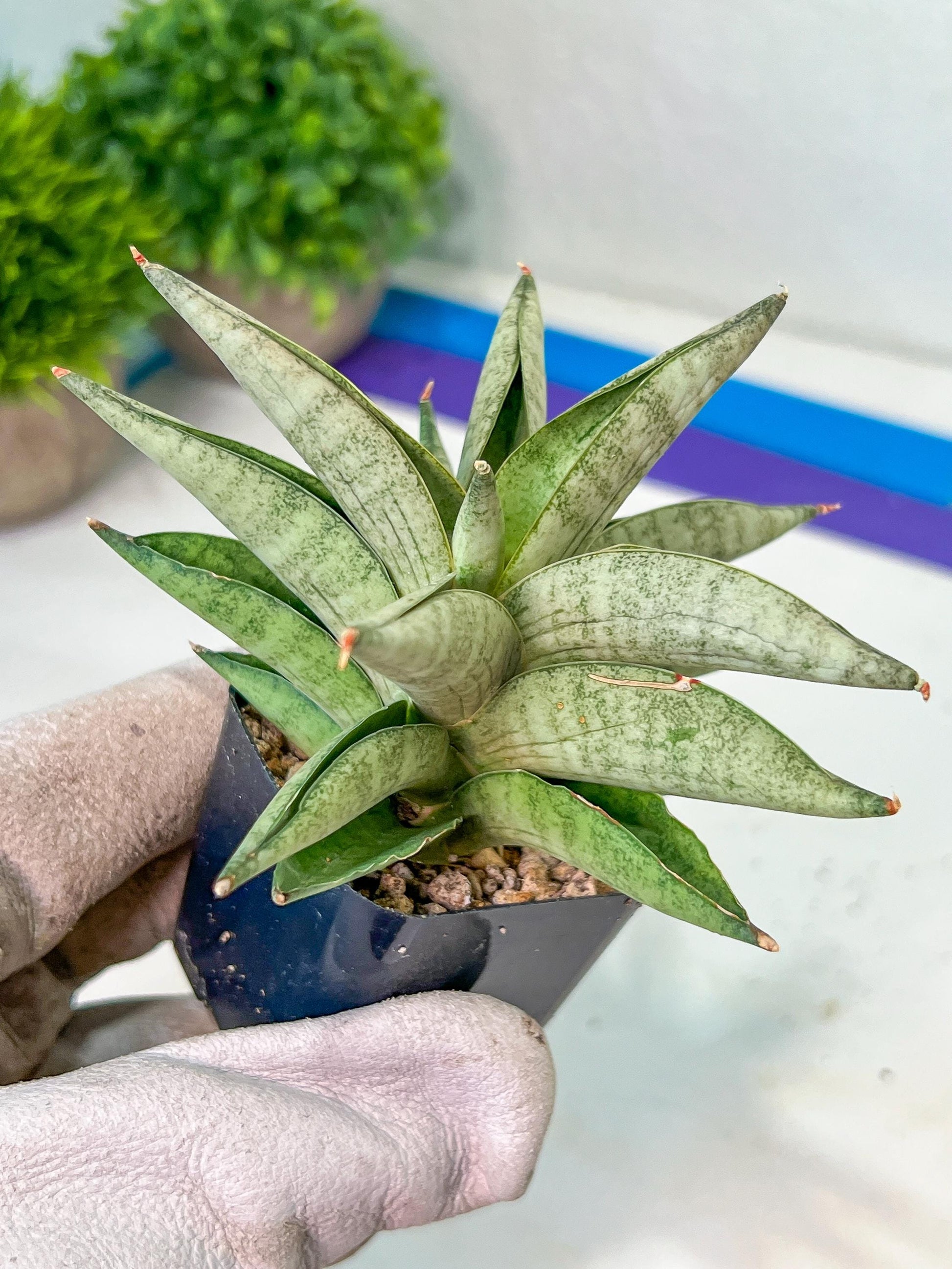 Sanseviri Soda (#AC11) | New Imported Hybrids | 2" Pot