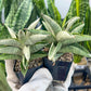 Sanseviri Soda (#AC11) | New Imported Hybrids | 2" Pot