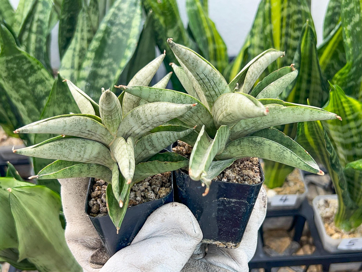 Sanseviri Soda (#AC11) | New Imported Hybrids | 2" Pot