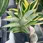 Sanseviri Soda (#AC11) | New Imported Hybrids | 2" Pot