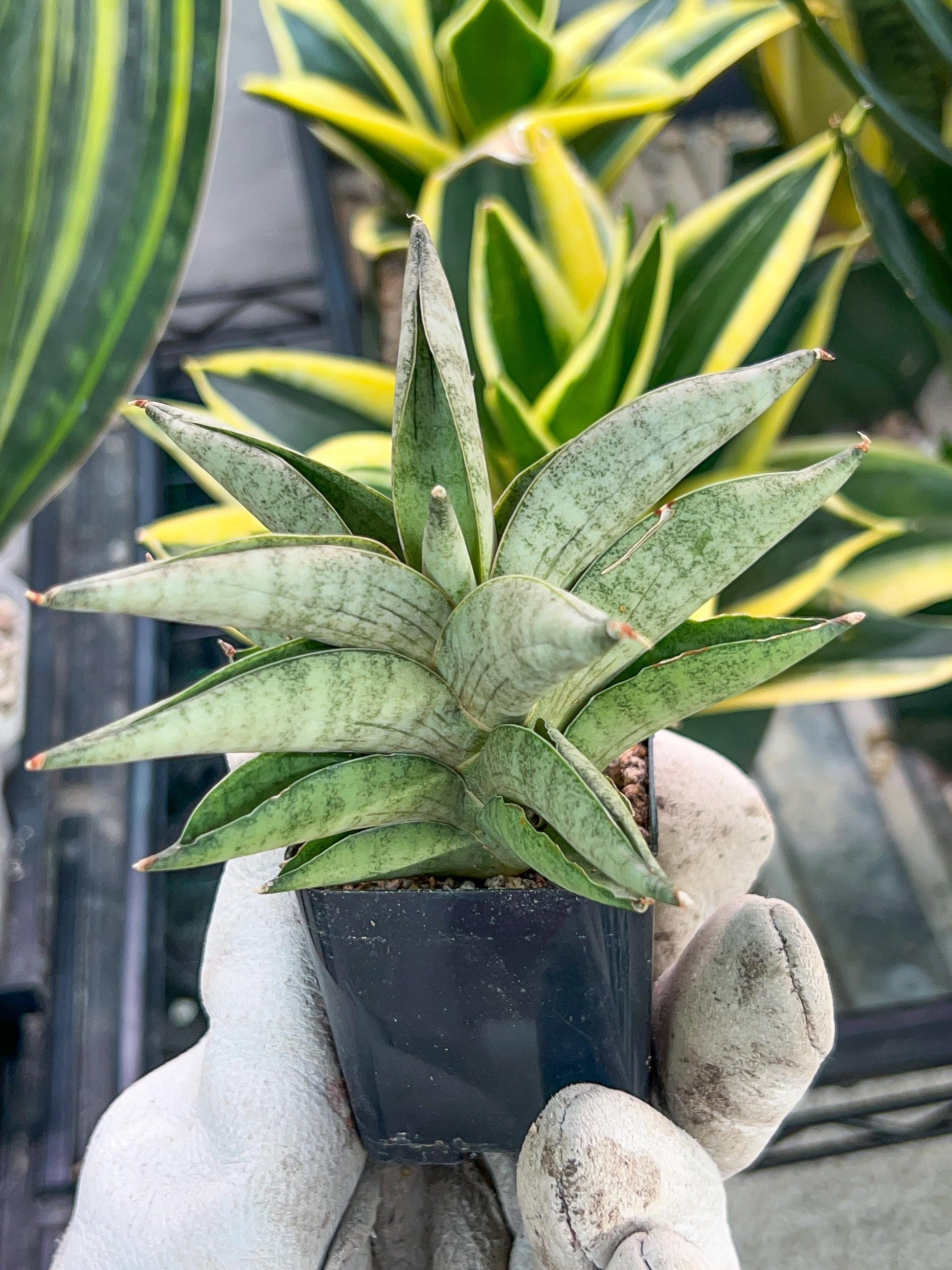 Sanseviri Soda (#AC11) | New Imported Hybrids | 2" Pot