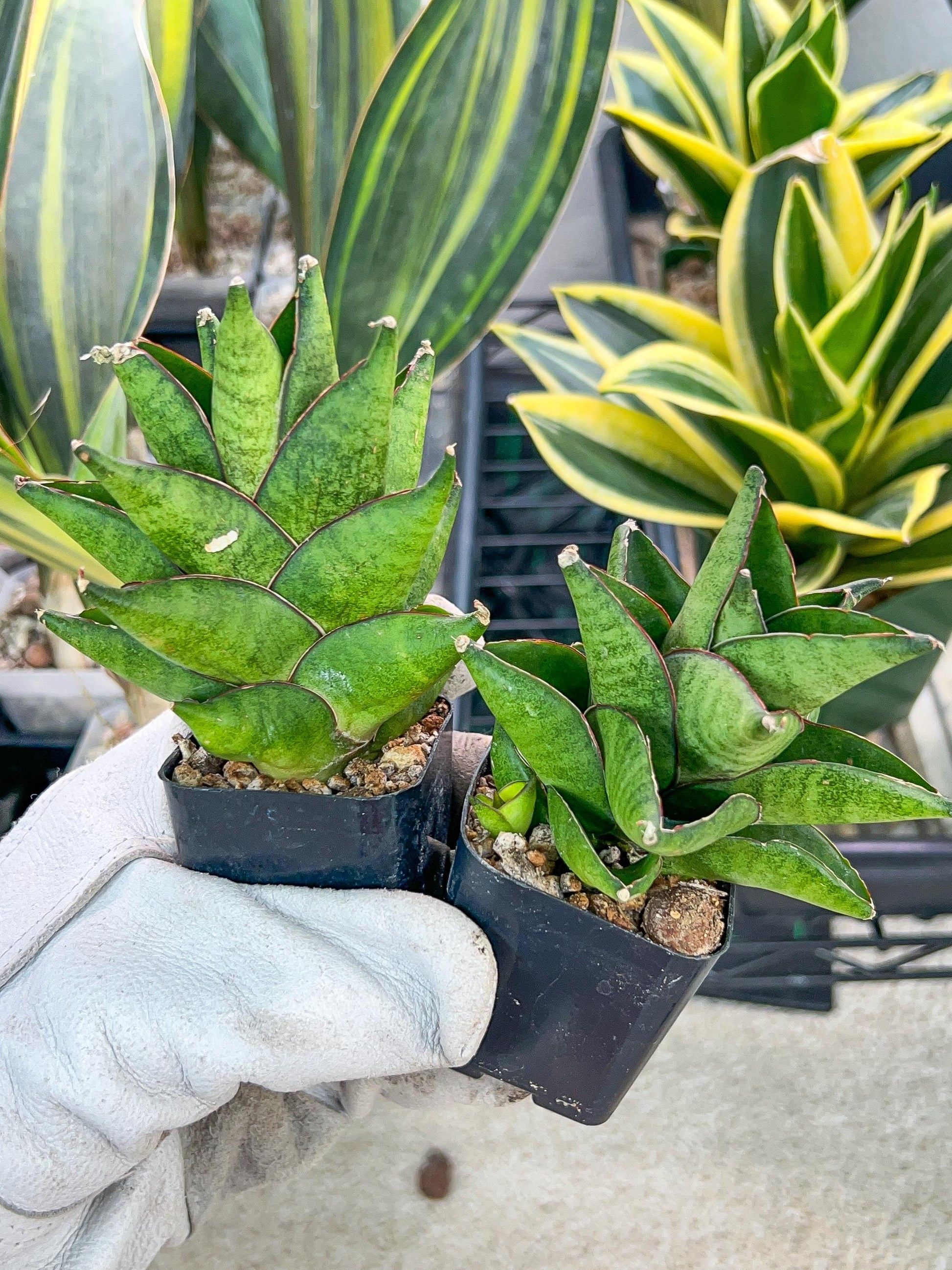 Sansevieria Olympus (#AC16) | Imported Snake plant | 2" Pots