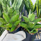 Sansevieria Olympus (#AC16) | Imported Snake plant | 2" Pots