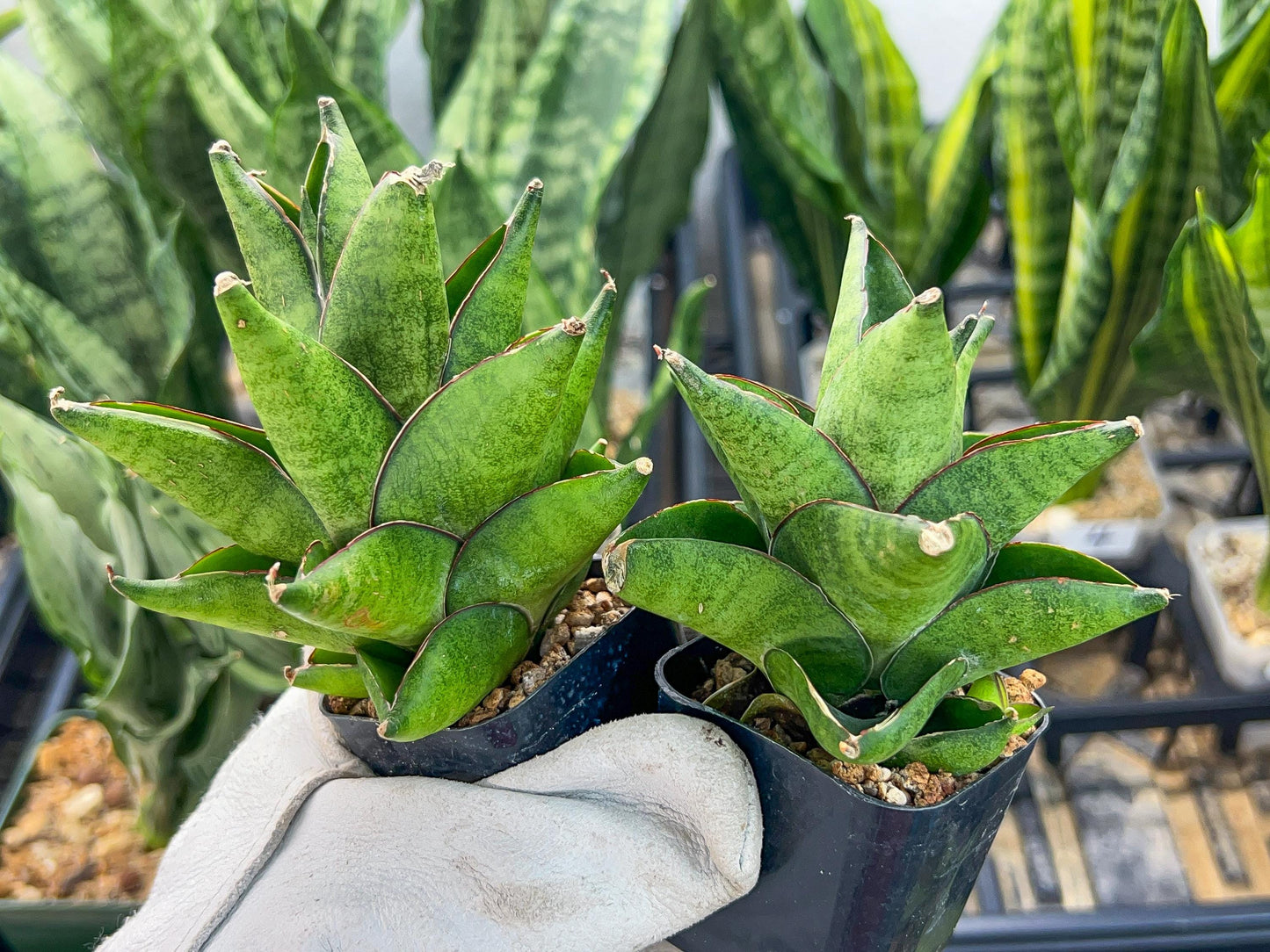 Sansevieria Olympus (#AC16) | Imported Snake plant | 2" Pots