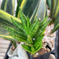 Sansevieria Ming Manee (#AC17) | Imported Snake Plant | 2" Pot