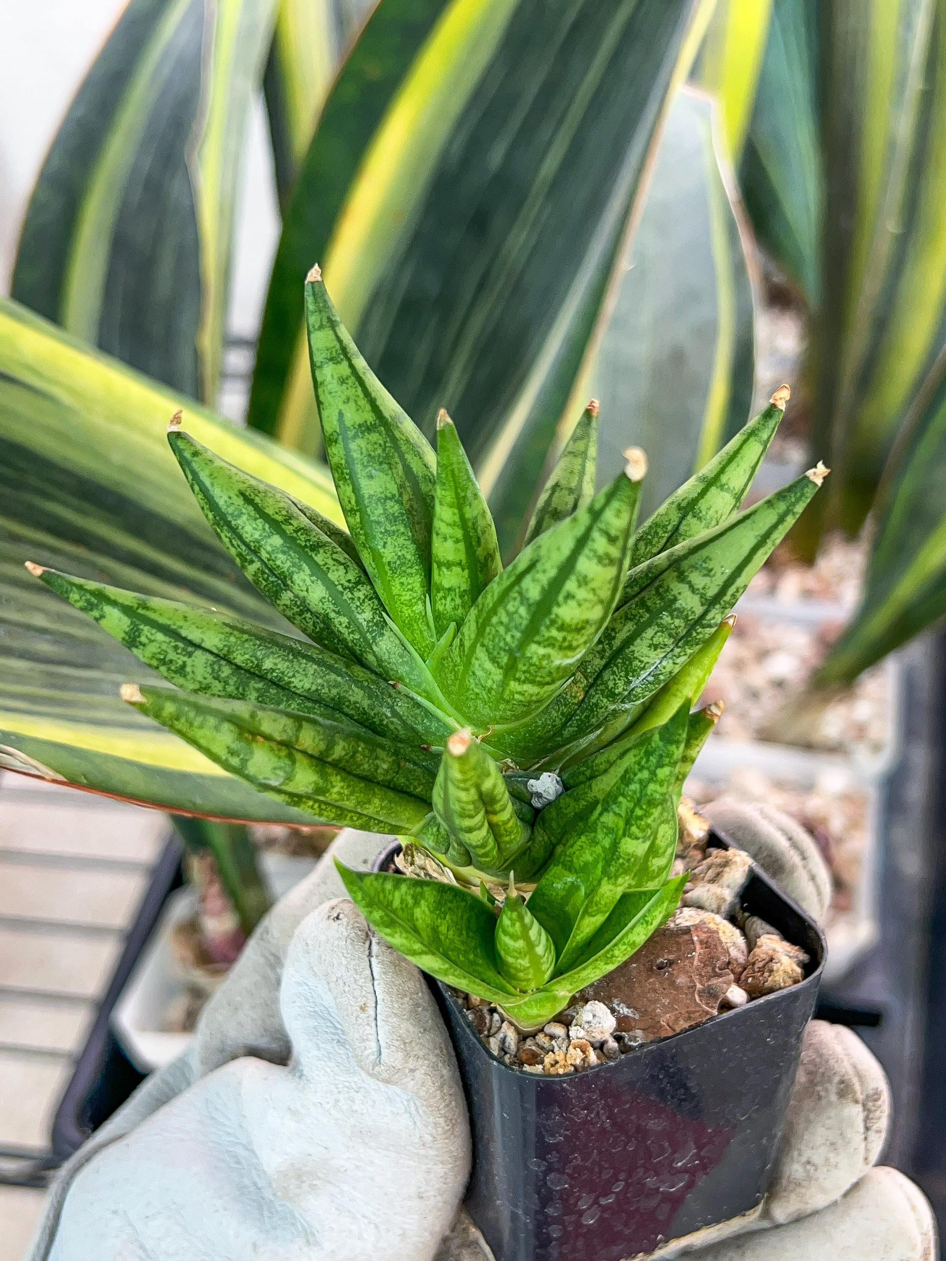 Sansevieria Ming Manee (#AC17) | Imported Snake Plant | 2" Pot