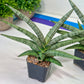 Sansevieria Silver Pink (#AC18) | New Imported Hybrids | 2" Pot