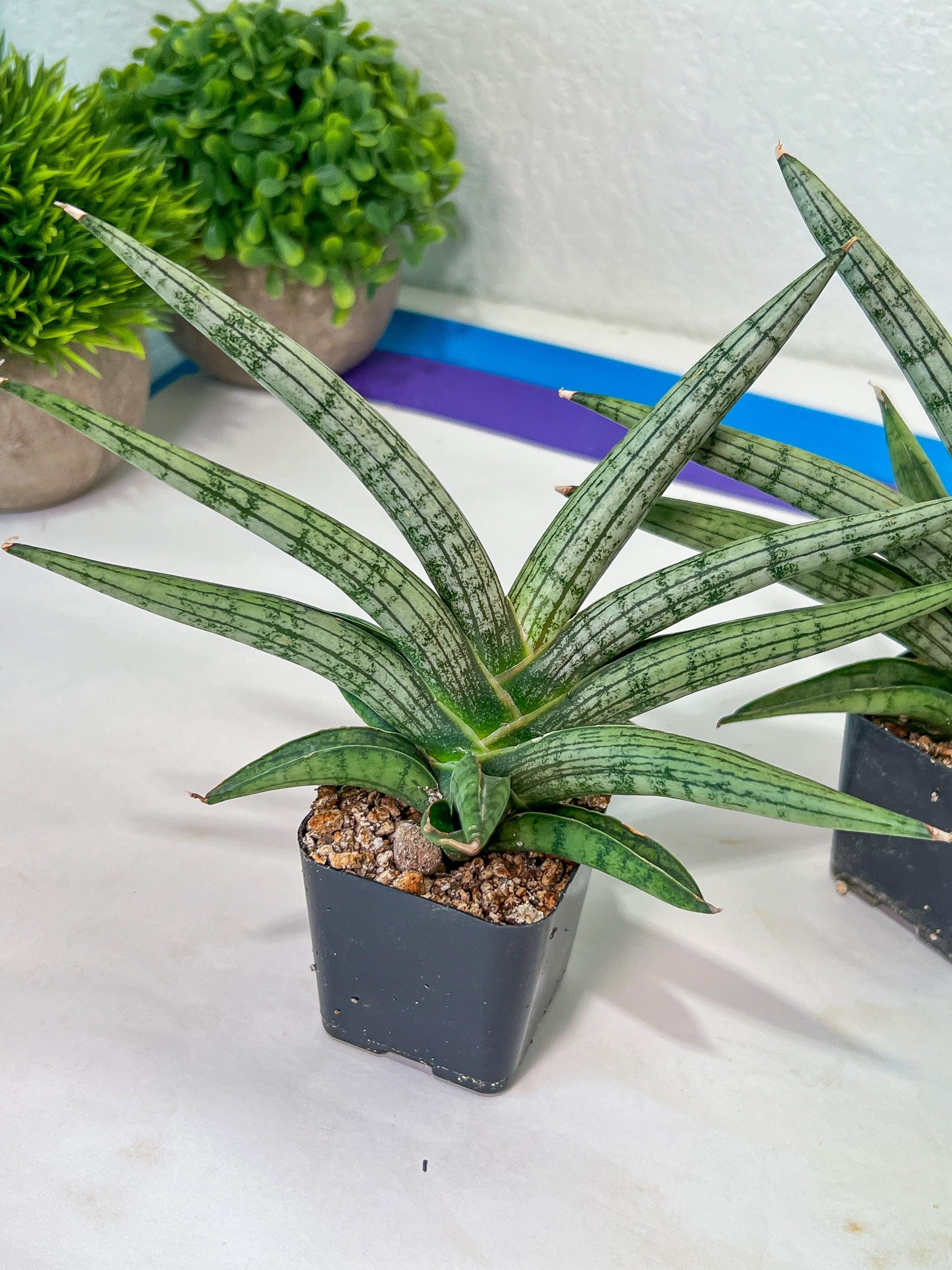 Sansevieria Silver Pink (#AC18) | New Imported Hybrids | 2" Pot