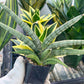 Sansevieria Silver Pink (#AC18) | New Imported Hybrids | 2" Pot