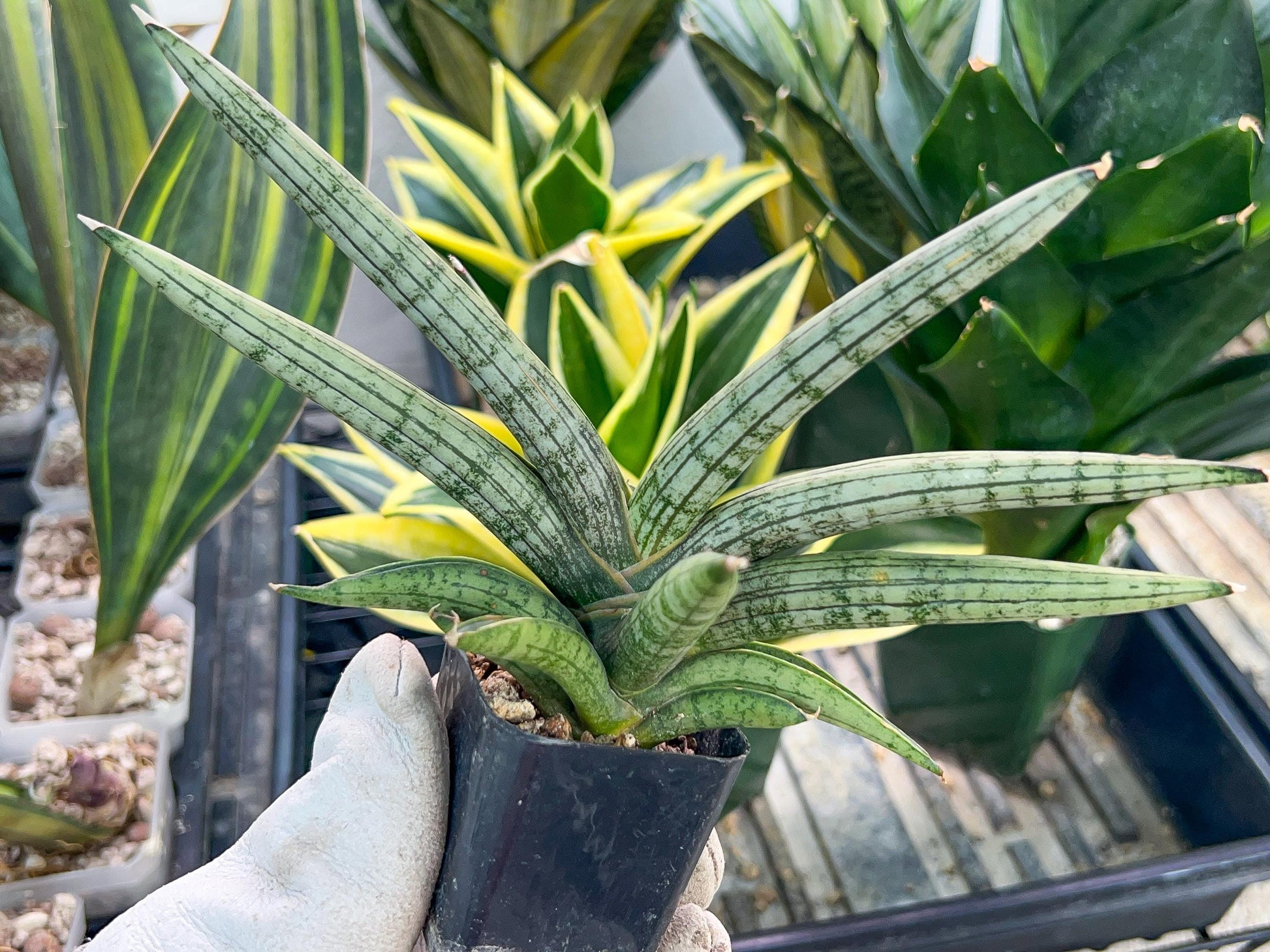 Sansevieria Silver Pink (#AC18) | New Imported Hybrids | 2" Pot