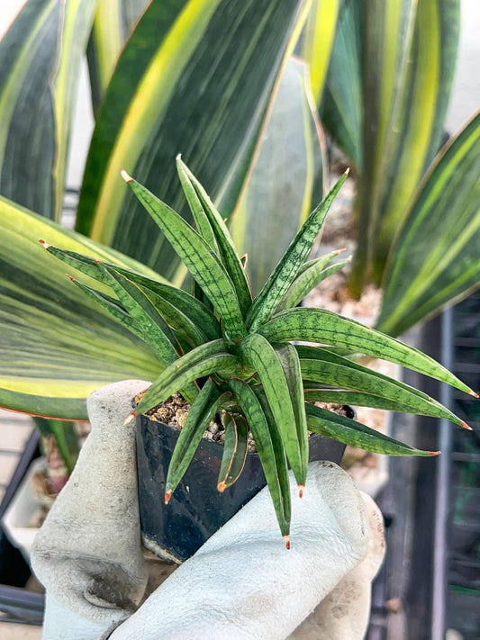 Sansevieria Thousand Blue (#AC26) | Rare Imported House Plants | 2" Pot