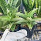 Sansevieria Ice Thorn (#AC28) | Extremely Rare Imported Plant | 2" planter