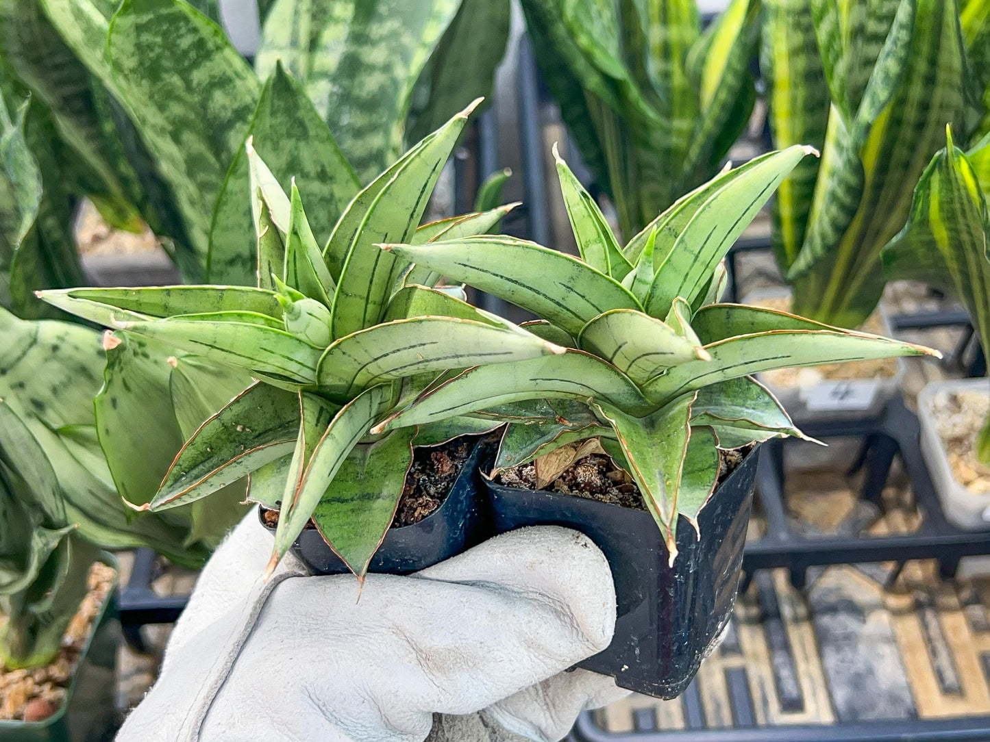 Sansevieria Ice Thorn (#AC28) | Extremely Rare Imported Plant | 2" planter