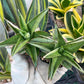 Sansevieria Ice Thorn (#AC28) | Extremely Rare Imported Plant | 2" planter