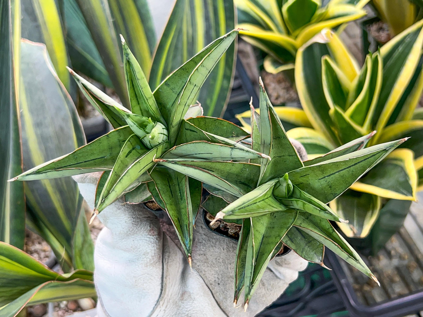 Sansevieria Ice Thorn (#AC28) | Extremely Rare Imported Plant | 2" planter