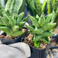 Sansevieria Durian (#AC30) | Rare Imported House Plants | Rare Hybrids | 2" Pot