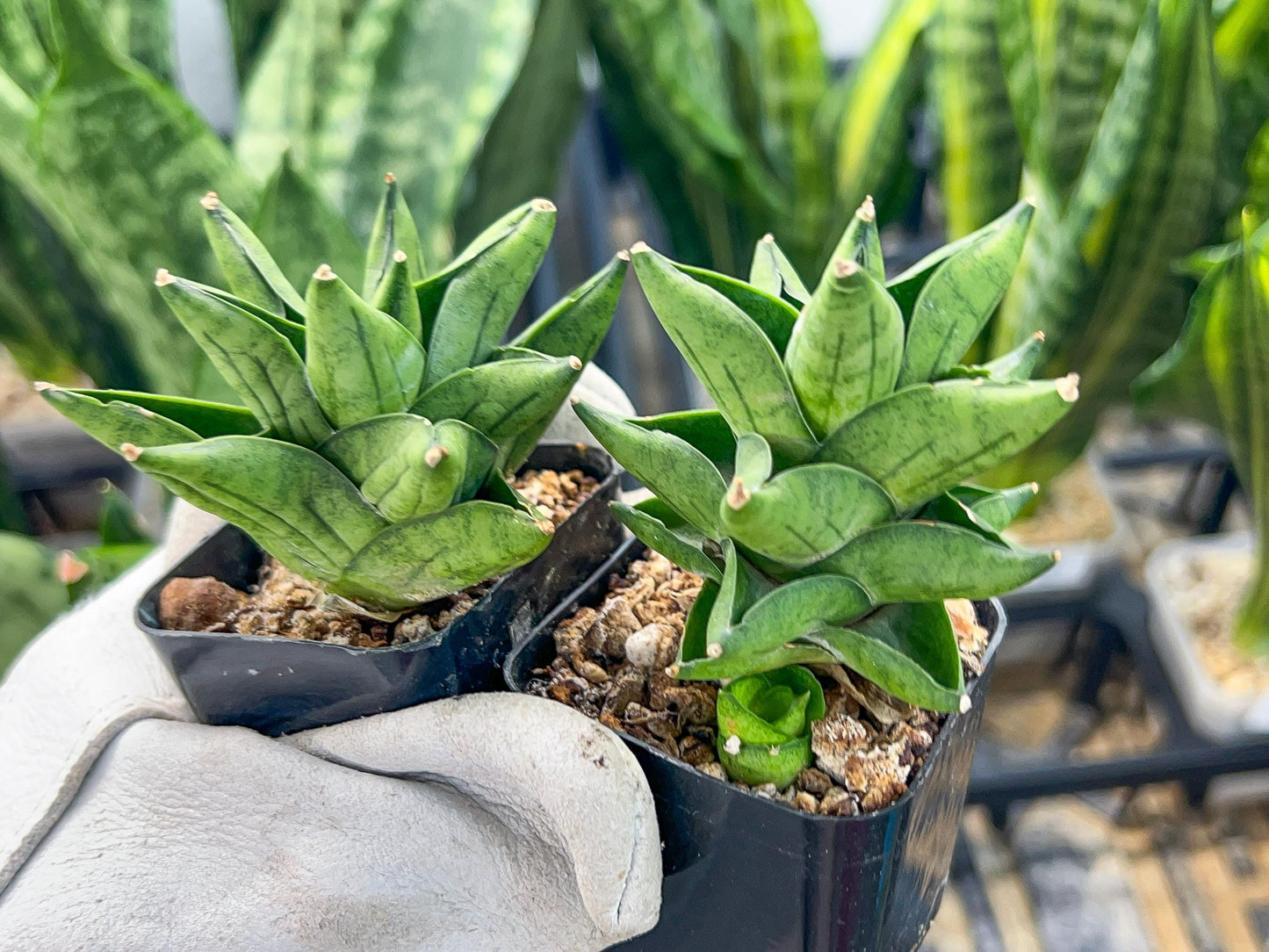 Sansevieria Durian (#AC30) | Rare Imported House Plants | Rare Hybrids | 2" Pot