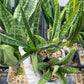 Sansevieria Zeebra Fireworks (#AC29) | Imported Hybrid | 2" Pots