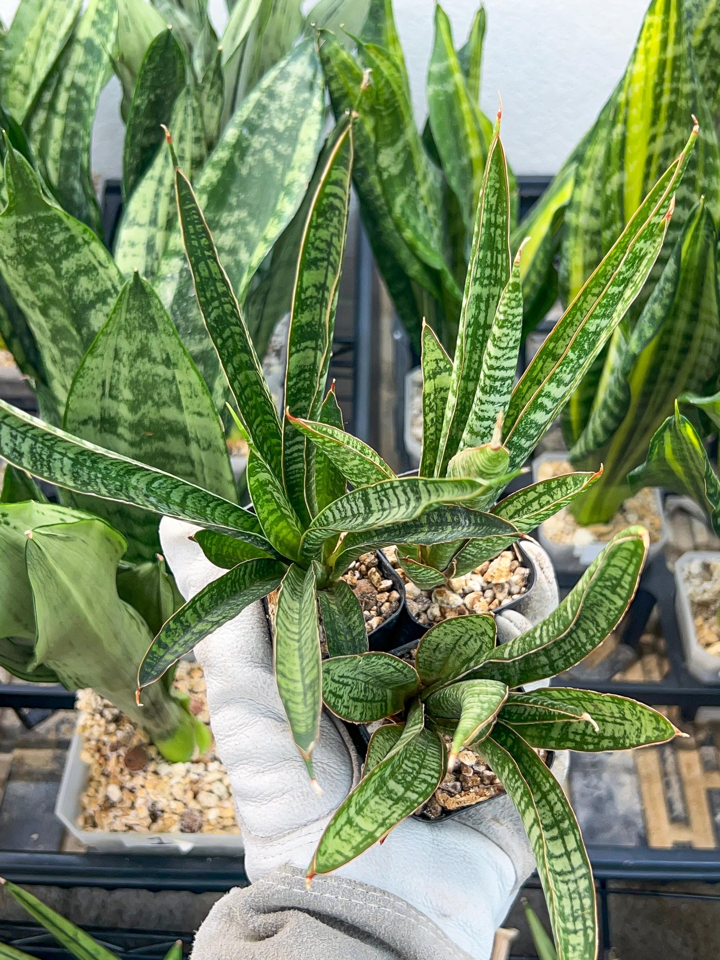 Sansevieria Zeebra Fireworks (#AC29) | Imported Hybrid | 2" Pots