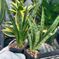 Sansevieria Zeebra Fireworks (#AC29) | Imported Hybrid | 2" Pots