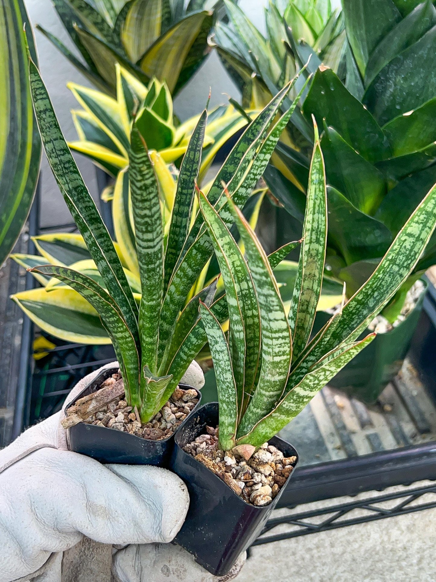 Sansevieria Zeebra Fireworks (#AC29) | Imported Hybrid | 2" Pots