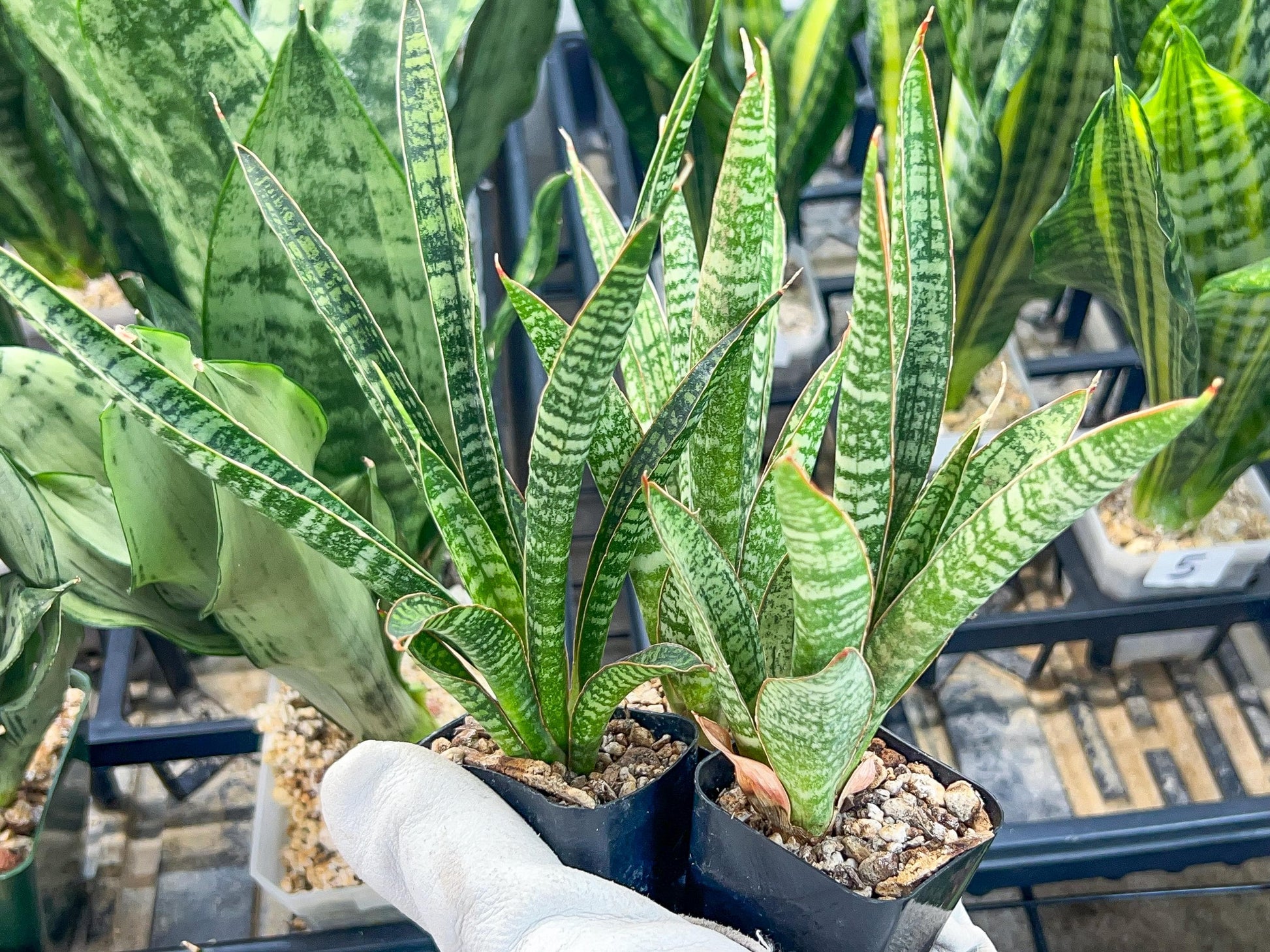 Sansevieria Zeebra Fireworks (#AC29) | Imported Hybrid | 2" Pots