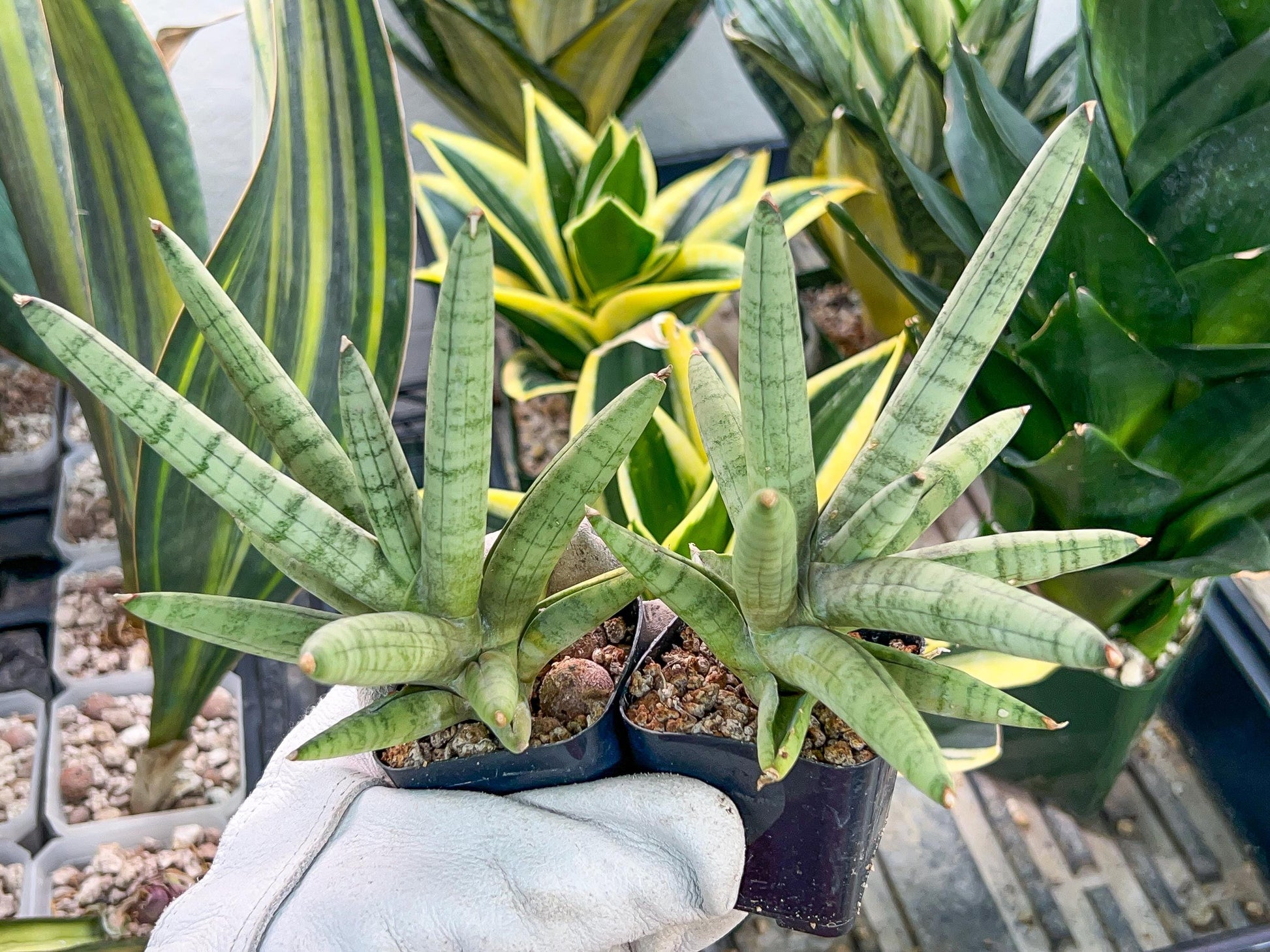 Sansevieria Snow Boy (AC34) | Imported Snake Plant | 2" Pots