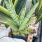 Sansevieria Snow Boy (AC34) | Imported Snake Plant | 2" Pots