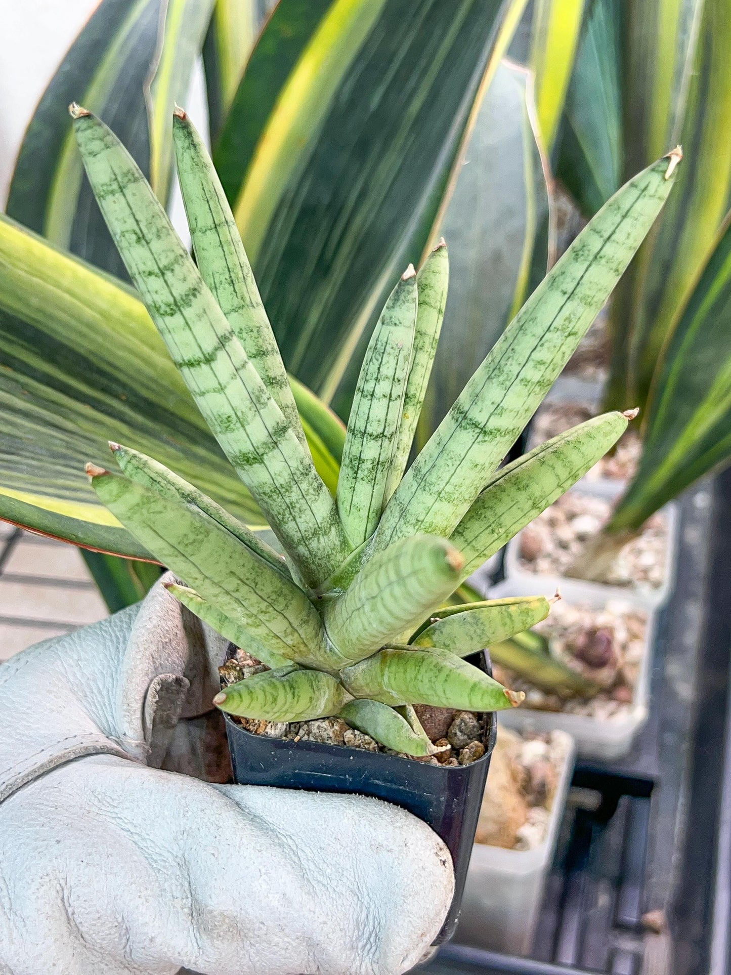 Sansevieria Snow Boy (AC34) | Imported Snake Plant | 2" Pots