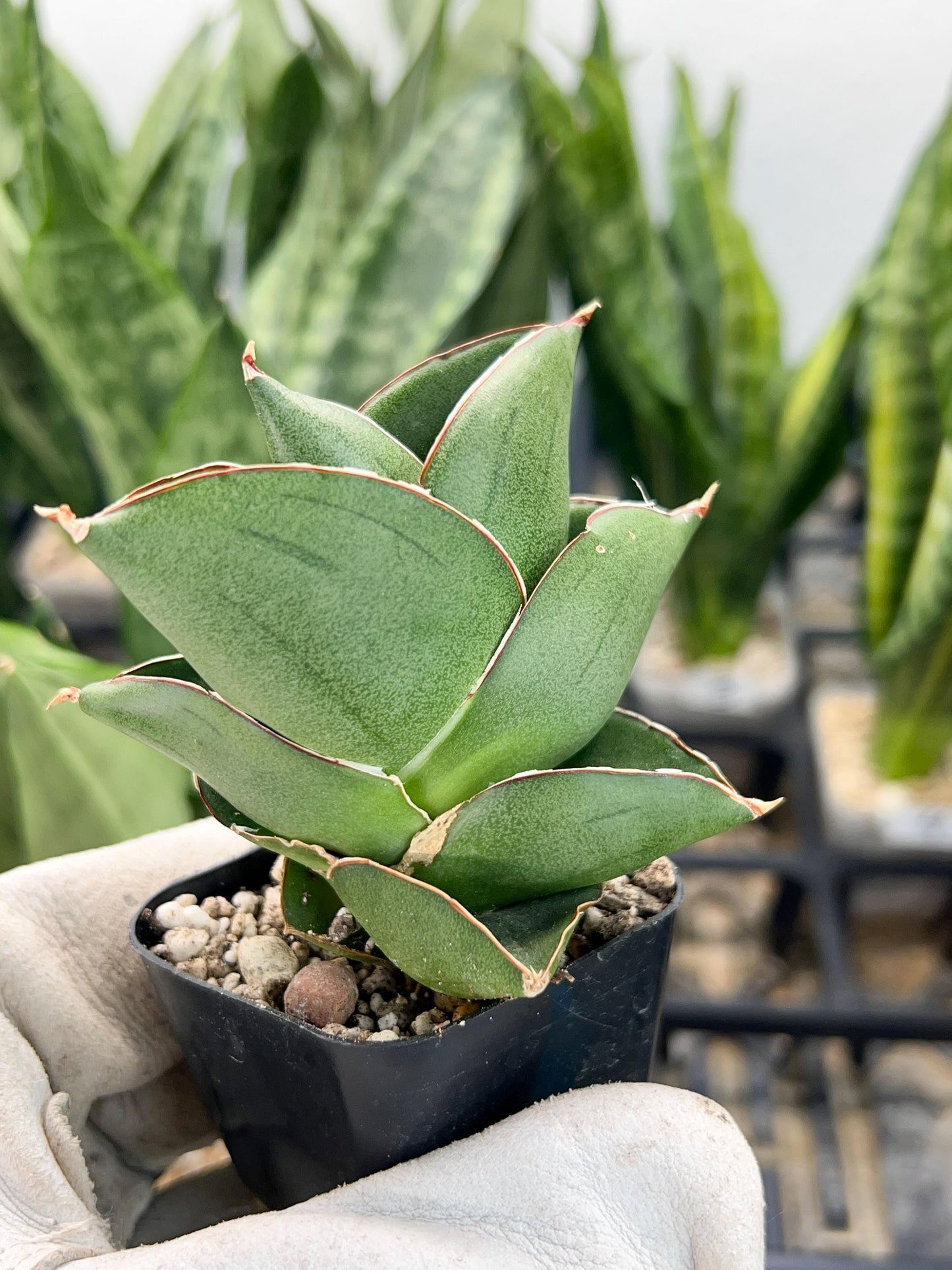 Sansevieria Bilbao (#AC42) | Imported Indoor Snake Plant | 2" Planter