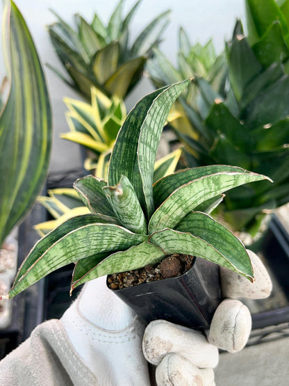 Sansevieria Phanphet (#AC) | Imported Indoor Snake Plant | 2" Planter