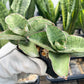 Sansevieria CH Angle Rose (#AC46) | Imported | Limited