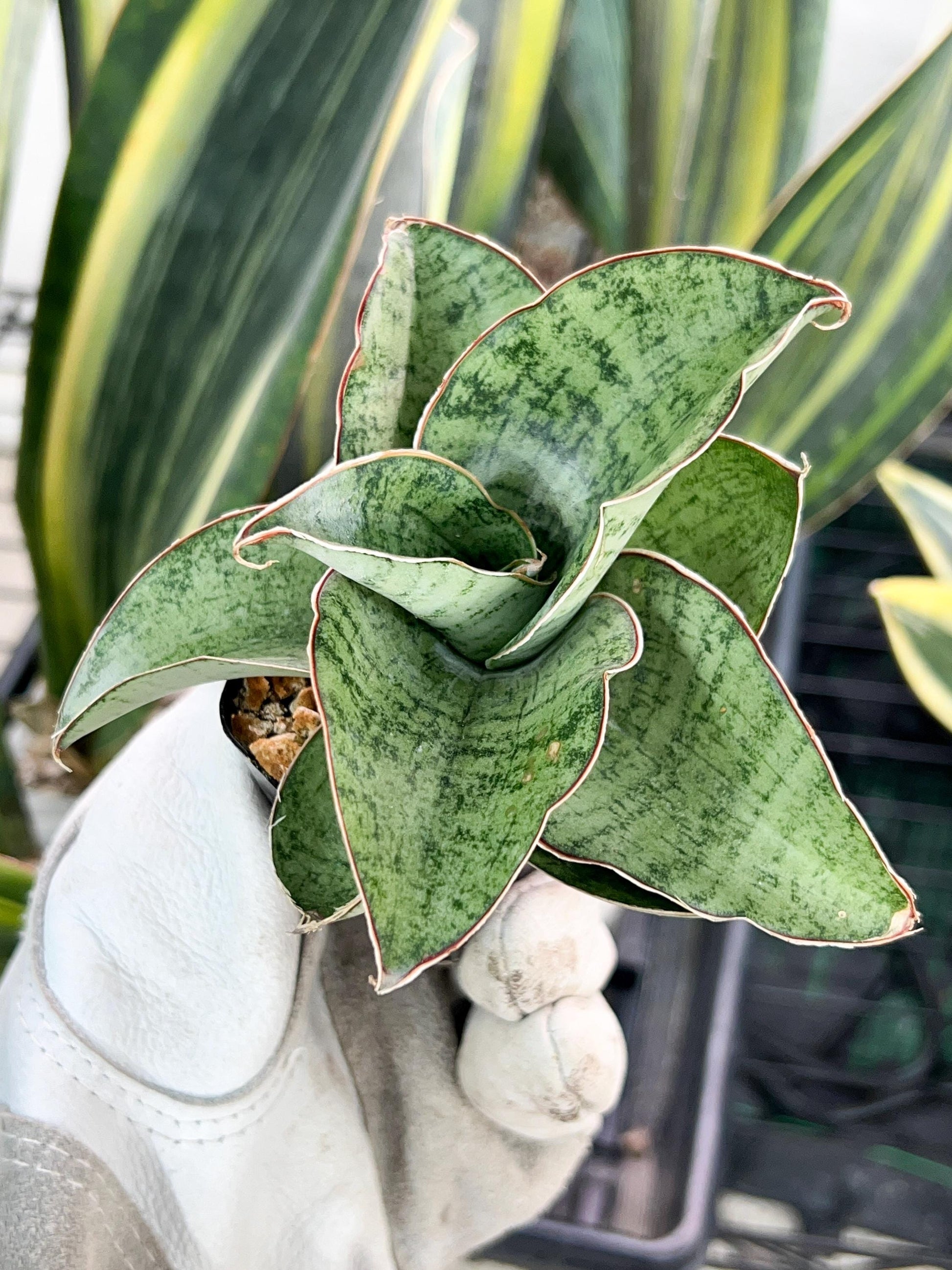 Sansevieria CH Angle Rose (#AC46) | Imported | Limited