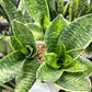 Sansevieria Hahnii Gilt Edge (#RA3) | Imported Plants | 2" Planter