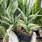 Sansevieria Hybrid Kasih (#AC56) | Snake Plant | Rare Imported Plants