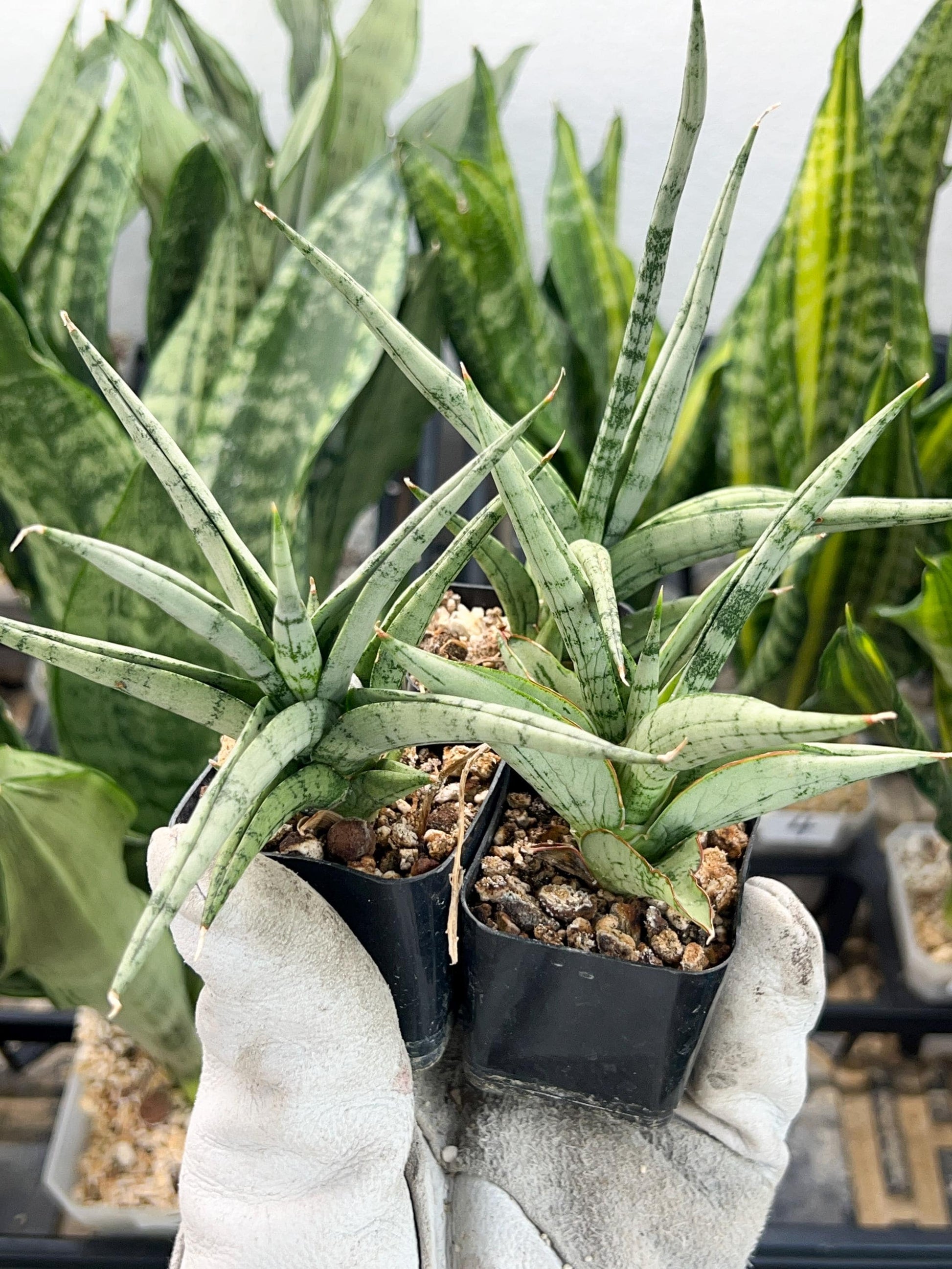 Sansevieria Hybrid Kasih (#AC56) | Snake Plant | Rare Imported Plants