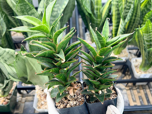 Sansevieria Hybrid Black Eye (AC54) | Imported Snake Plant