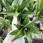 Sansevieria Hybrid Maya (AC55) | Sri katon' x pinguicula